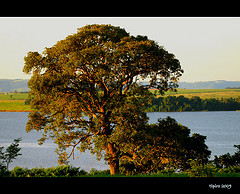 The Big Green Tree